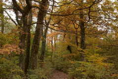 Auwald im Herbst